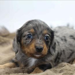 Male 1 - Dapple male Dachshund puppy in Childress, Texas from Taylor Farms