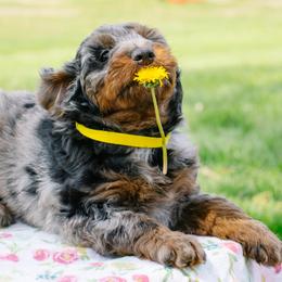Shiloh's Blue Merle Girl - Blue merle female Aussiedoodle puppy in Burkesville, Kentucky from Bline’s Awesome Aussies & Doxies at the Bline Family Farm