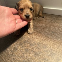 Shaded cream male - Cream male Dachshund puppy in Mount Vernon, Ohio from Double A Dachshunds