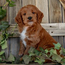 George - Orange Collar - Red male Irish Doodle puppy in Macedon, New York from Toodles Goldendoodles