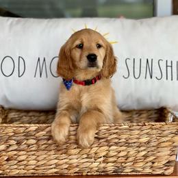 Golden Retriever Puppies from Morgan’s Heart of Gold Retrievers