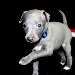 Boston Terrier and Italian Greyhound Puppies from 4Ever Boston Terriers & Italian Greyhounds