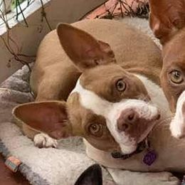 Tau - Boston Terrier
