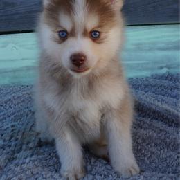 Able - Red and white male Pomsky puppy in Krum, Texas from Paw-Some Pomskies