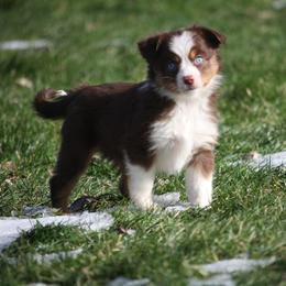 Cirroc - Red tri-color female Miniature American Shepherd puppy in Tiskilwa, Illinois from First Harmony Farms