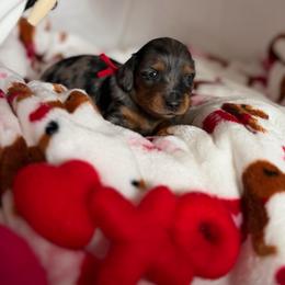 Cupid - Dapple male Dachshund puppy in Phoenix, Arizona from Lengthydog.co