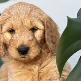Boy 5 (Blue) - Goldendoodle puppy in Monmouth, Oregon from Mother of Doodles