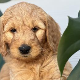 Boy 5 (Blue) - Goldendoodle puppy in Monmouth, Oregon from Mother of Doodles