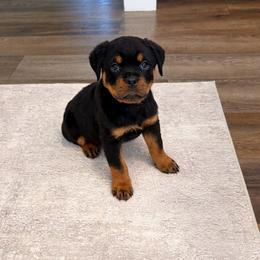 Della - Black and mahogany female Rottweiler puppy in Parker, Colorado from Denver Rotties