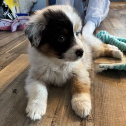 Popham - Blue merle male Australian Shepherd puppy in Massachusetts from Knauer Australian Shepherds