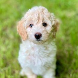 Bo - Cream male Aussiedoodle puppy in Liberty, Texas from Poodles and Doodles Most Excellent Adventures