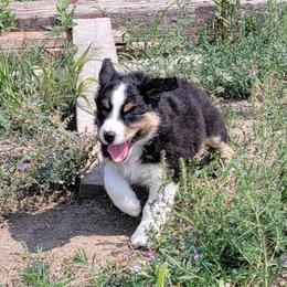 Australian Shepherd Puppies from Corbridge Aussies