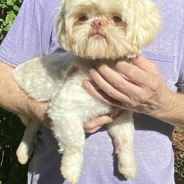 Shih Tzu puppies from Meadow Lane Pups