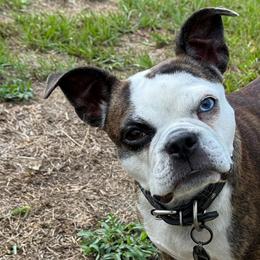Daisy - Boston Terrier