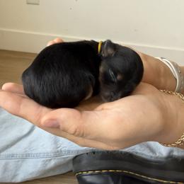 Yellow - Black and tan female Yorkshire Terrier puppy in Elk Ridge, Utah from Janita's Yorkshire Terriers