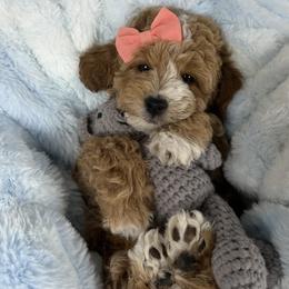 Lennon - Apricot female Goldendoodle puppy in Huntington, Utah from Krispydoodle