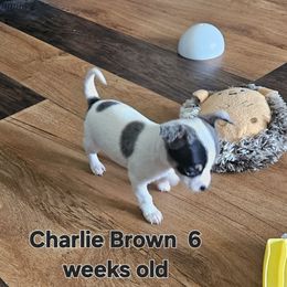 Charlie Brown - Blue and white male Chihuahua puppy in Marianna, Florida from Garden Tub Chihuahuas
