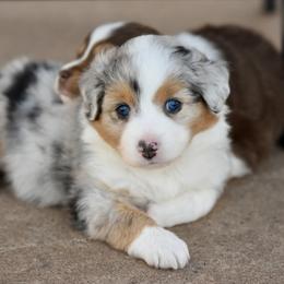 Megan - Blue merle female Toy Australian Shepherd puppy in Wichita Falls, Texas from Shooting Stars Ranch Toy and Mini Aussies