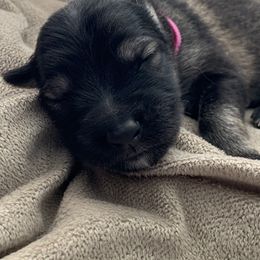 German Shepherd Puppies from Park Hill German Shepherds