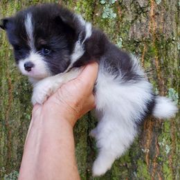 Sanoia pup 2 - Tri-colored male Pomeranian puppy in Carrollton, Georgia from B AND R'S POMERANIAN'S
