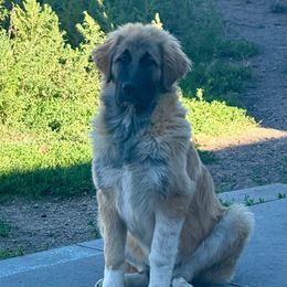 Maeve - Tan female Colorado Mountain Dog puppy in Cotopaxi, Colorado from Once Upon A Moose (OUM)