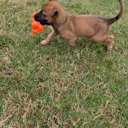 Boy 5 - male Belgian Malinois puppy in Paynes Corner, Virginia from Von-Zito Belgian Malinois