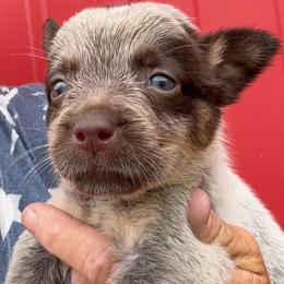 Girl 1 - Blue female Australian Cattle Dog puppy in Morton, Mississippi from Heart K Kennels