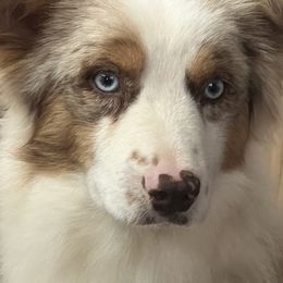 Kiddy Cat - Miniature Australian Shepherd