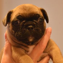 French Bulldogs from Serg Kon's French Bulldogs