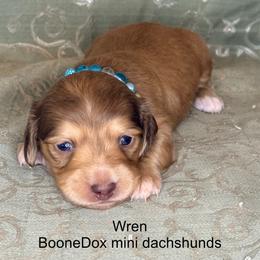 Wren - Cream female Dachshund puppy in Lexington, Oklahoma from BooneDox Miniature Dachshunds