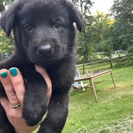 Boy 4 - Black male German Shepherd puppy in Brandywine, Maryland from Lucky Z Ranch