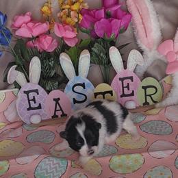 Girl 4 - Black parti female Pomeranian puppy in Newport News, Virginia from Itty Bitty Poms