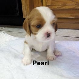 Cavalier King Charles Spaniel Puppies from Poor Ridge Ranch