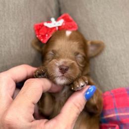 Sprite - Red  female Goldendoodle puppy in Macon County, North Carolina from Mountain Doodles