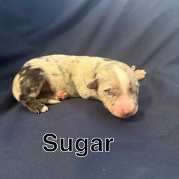 Sugar - Blue merle female Miniature Australian Shepherd puppy in Medical Lake, Washington from MAS Gone Rogue