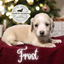 FROST - Cream male Dachshund puppy in Columbia, Louisiana from Diamond 5R Ranch AKC & CKC Miniature Dachshunds