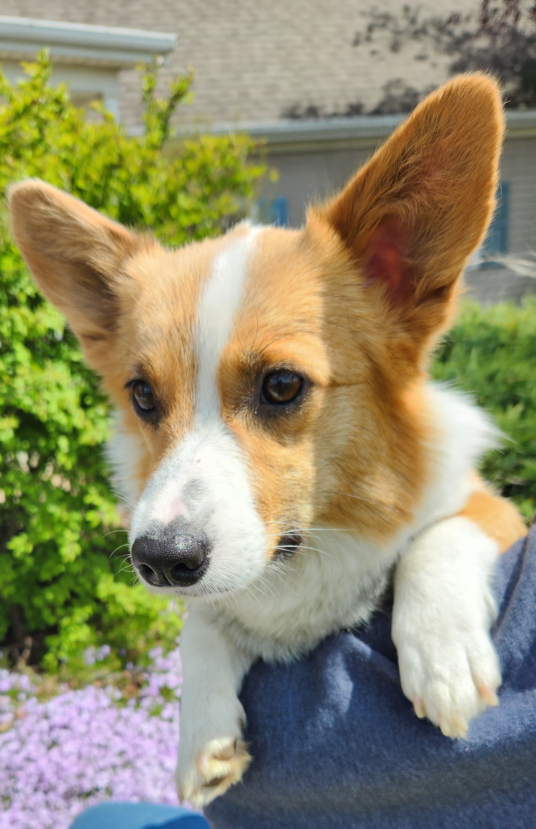 Sophie - Pembroke Welsh Corgi