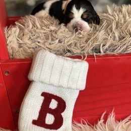 Maple - Black brown and white female Basset Hound puppy in Lone Jack, Missouri from Wee Little Bassets