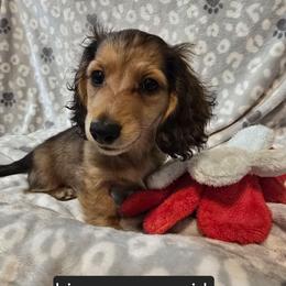 Sophie 2,800 - Cream female Dachshund puppy in Tonopah, Arizona from Desert Diamond Dachshunds