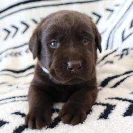 Wave - Chocolate male Labrador Retriever puppy in Camden, Indiana from Camden's Caring Canines