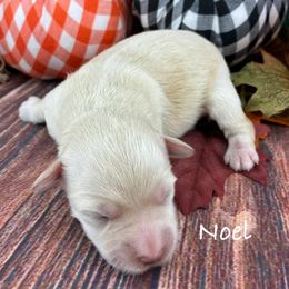 Noel - Wheaten female Miniature Schnauzer puppy in Sylvania, Georgia from Southern Sky Miniature Schnauzers