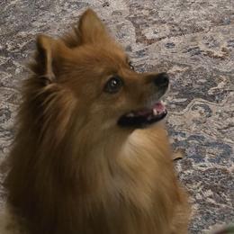 Pomeranian puppies from KB Pom Pups