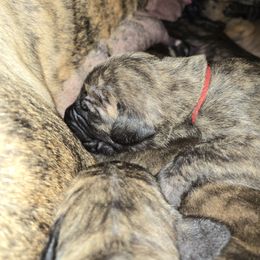 Doberman Pinscher and Great Dane Puppies from Draggin Dobermans & Great Danes