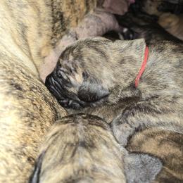 Doberman Pinscher and Great Dane Puppies from Draggin Dobermans & Great Danes