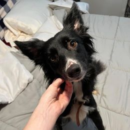 Gloria - Border Collie