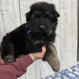 Luna male - Black and red male German Shepherd puppy in Herrick, South Dakota from Dakota Shepherds Kennels