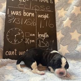 Eclipse - Black and white male Saint Berdoodle puppy in Traverse City, Michigan from Bare Paws Saint Berdoodles