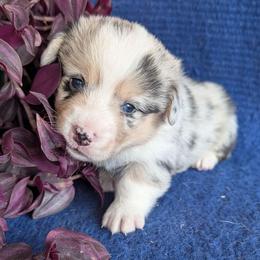Milo - Blue merle and white male American Corgi puppy in Shawnee, Oklahoma from Sunray Ranch