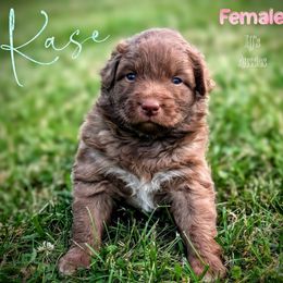 Kase - Red & white female Australian Shepherd puppy in Pomeroy, Ohio from HJ's Aussies