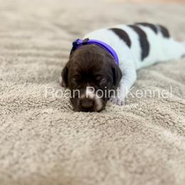 German Shorthaired Pointer Puppies from Roan Point Kennel